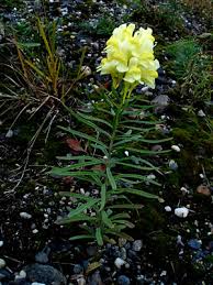 Attēlu rezultāti vaicājumam “Linaria vulgaris bud”