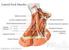<b>Neck</b> XRay