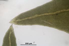 Attēlu rezultāti vaicājumam “Anomodon attenuatus”