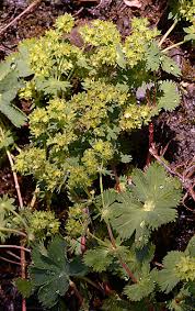 Attēlu rezultāti vaicājumam “Alchemilla subcrenata”