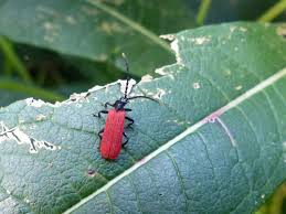 Attēlu rezultāti vaicājumam “Lycidae”