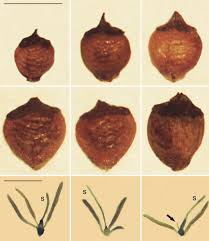Attēlu rezultāti vaicājumam “Rhynchospora alba fruit”