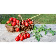 Afbeeldingsresultaat voor principe borghese tomato