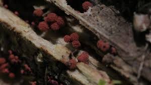 Attēlu rezultāti vaicājumam “Heterotrichia ferruginea (syn. Arcyria ferruginea) macro”