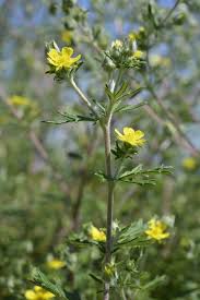 Image result for Potentilla argentea