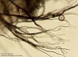Attēlu rezultāti vaicājumam “Didymium proximum”
