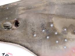 Image result for Rhynchobatus australiae