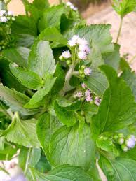 Image result for Ageratum conyzoides