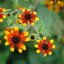 Image result for Rudbeckia