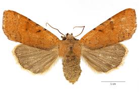 Attēlu rezultāti vaicājumam “Agrochola helvola imago”