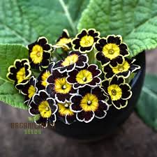 Attēlu rezultāti vaicājumam “Primula veris flower”