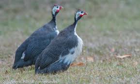 Attēlu rezultāti vaicājumam “Numida meleagris adult”