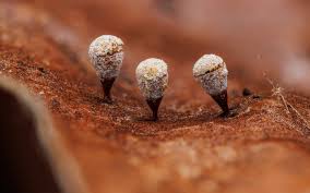 Attēlu rezultāti vaicājumam “Didymium squamulosum macro”