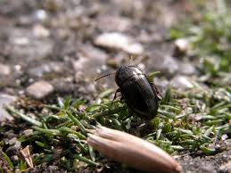 Attēlu rezultāti vaicājumam “Amara sp.”