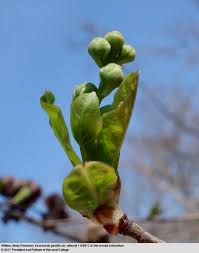 Attēlu rezultāti vaicājumam “Exochorda giraldii var. wilsonii”