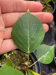 Attēlu rezultāti vaicājumam “Populus x berolinensis”