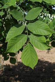 Attēlu rezultāti vaicājumam “Cladrastis kentukea”