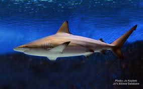 Image result for Carcharhinus limbatus
