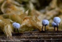 Attēlu rezultāti vaicājumam “Didymium nigripes”