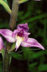 Attēlu rezultāti vaicājumam “Cephalanthera rubra leaf”