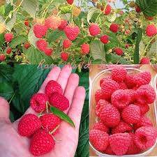 Attēlu rezultāti vaicājumam “Rubus idaeus”