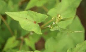 Attēlu rezultāti vaicājumam “Fagopyrum esculentum leaf”