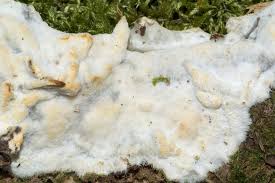 Attēlu rezultāti vaicājumam “Physisporinus vitreus”