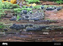 Attēlu rezultāti vaicājumam “Siphoptychium violaceum young”