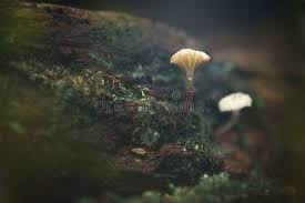 Attēlu rezultāti vaicājumam “Lichenomphalia umbellifera”