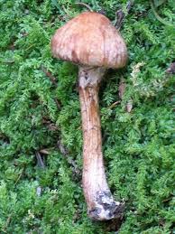 Attēlu rezultāti vaicājumam “Psathyrella lacrymabunda”