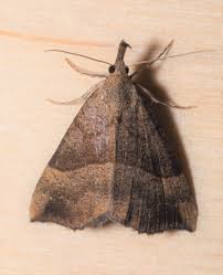 Attēlu rezultāti vaicājumam “Hypena proboscidalis”