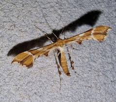 Attēlu rezultāti vaicājumam “Cnaemidophorus rhododactyla”