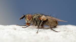 Attēlu rezultāti vaicājumam “Tachinidae”