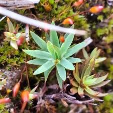 Attēlu rezultāti vaicājumam “Pogonatum urnigerum”