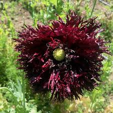 Image result for Papaver somniferum Black