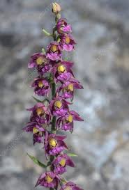 Attēlu rezultāti vaicājumam “Epipactis atrorubens”
