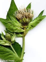 Attēlu rezultāti vaicājumam “Cirsium oleraceum leaf”