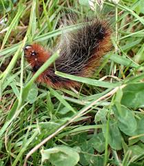 Attēlu rezultāti vaicājumam “Arctia caja larva”