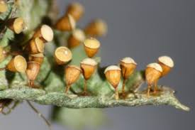 Attēlu rezultāti vaicājumam “Craterium aureum spores”