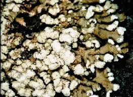 Attēlu rezultāti vaicājumam “Parmeliopsis ambigua”