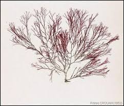 Attēlu rezultāti vaicājumam “Ceramium sp.”