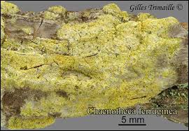 Attēlu rezultāti vaicājumam “Chaenotheca ferruginea”
