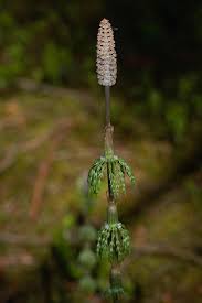 Attēlu rezultāti vaicājumam “Equisetum sylvaticum”