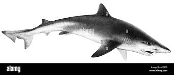 Image result for Galeorhinus galeus