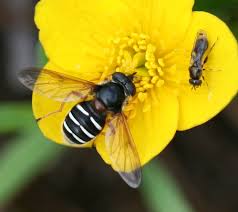 Attēlu rezultāti vaicājumam “Sericomyia lappona”