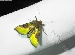 Attēlu rezultāti vaicājumam “Diachrysia tutti”