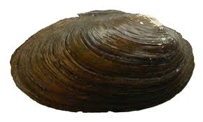 Attēlu rezultāti vaicājumam “Unio crassus”