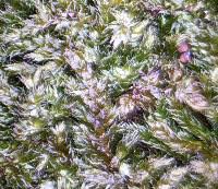 Attēlu rezultāti vaicājumam “Pylaisia polyantha”