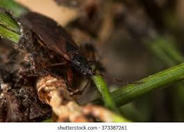 Attēlu rezultāti vaicājumam “Gastrodes grossipes”