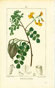 Image result for Colutea arborescens